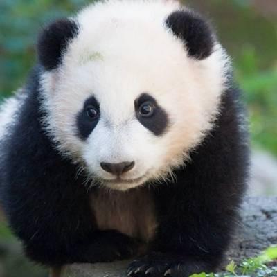 熊猫头像高清图片 真实熊猫微信头像可爱清晰图片 第2张