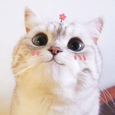 猫咪可爱高清头像 2020最新最萌猫咪头像图片大全 第7张