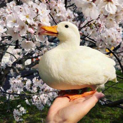 微信鸭子头像图片 最近流行很火的真实鸭子头像 第18张
