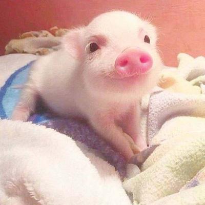 可爱猪头像萌萌哒 2020幸福猪猪头像可爱图片 第3张