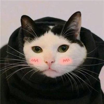 可爱猫咪头像高清萌萌哒 微信用猫做头像的女人很可爱 第6张