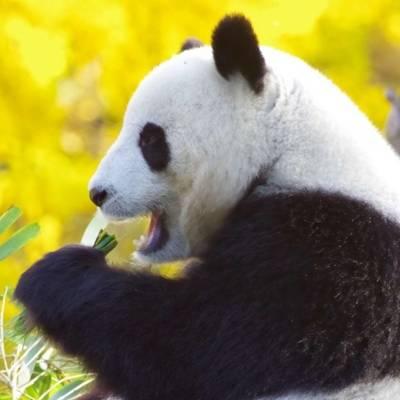 熊猫头像高清图片 真实熊猫微信头像可爱清晰图片 第11张
