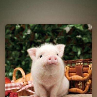 可爱真实小猪头像图片 第10张