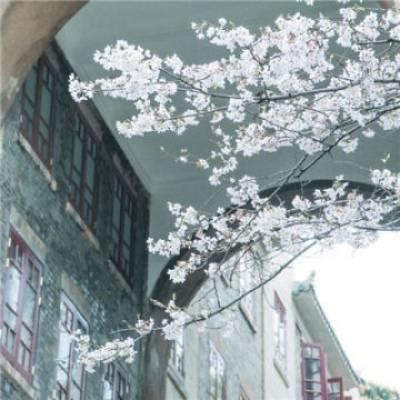 樱花图片唯美高清系列 最美的樱花图片大全 第11张