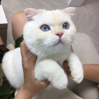 微信头像猫咪萌图片 2020最新可爱猫咪头像大全 第8张