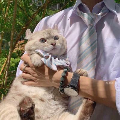 微信头像猫咪萌图片 2020最新可爱猫咪头像大全 第14张