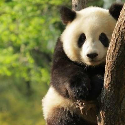 熊猫头像高清图片 真实熊猫微信头像可爱清晰图片 第7张