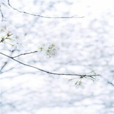 樱花图片唯美高清系列 最美的樱花图片大全 第16张