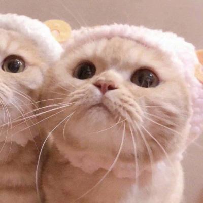 猫系列的情侣头像一左一右 2020年两个猫咪的情头超萌版 第8张