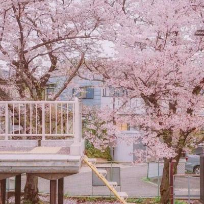 樱花图片唯美高清系列 最美的樱花图片大全 第4张