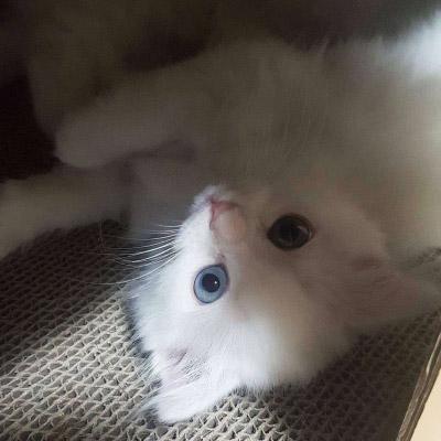 微信头像猫咪萌图片 2020最新可爱猫咪头像大全 第10张