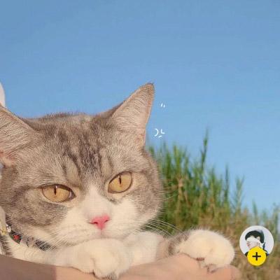 微信头像猫咪萌图片 2020最新可爱猫咪头像大全 第15张