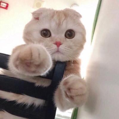 微信头像猫咪萌图片 2020最新可爱猫咪头像大全 第6张