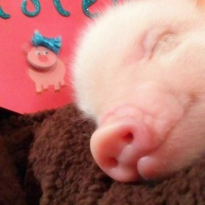 可爱真实小猪头像图片 第12张
