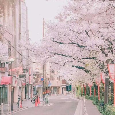 樱花图片唯美高清系列 最美的樱花图片大全 第3张