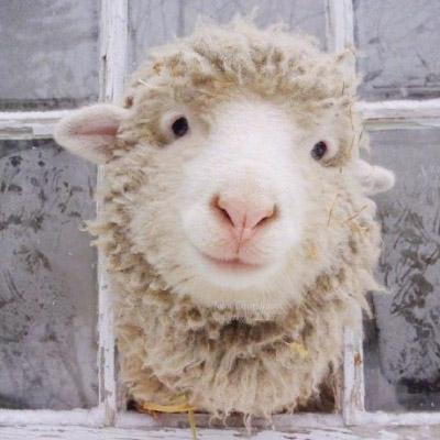 真羊的头像图片 第8张