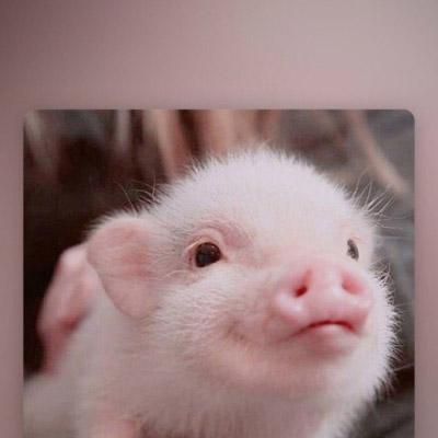 可爱真实小猪头像图片 第4张