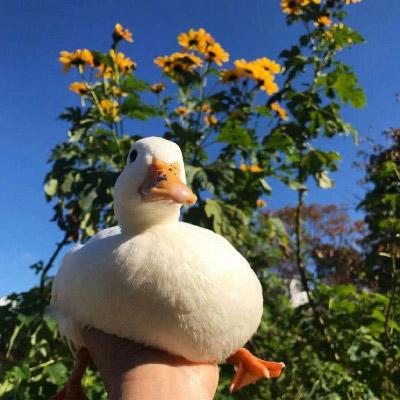 微信鸭子头像图片 最近流行很火的真实鸭子头像 第2张