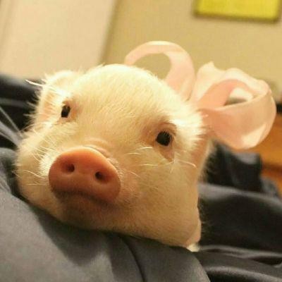 可爱猪头像萌萌哒 2020幸福猪猪头像可爱图片 第6张