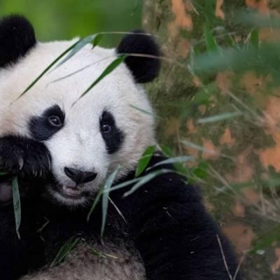 熊猫头像高清图片 真实熊猫微信头像可爱清晰图片 第15张