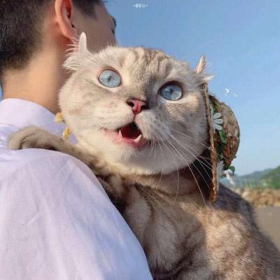 微信头像猫咪萌图片 2020最新可爱猫咪头像大全 第13张