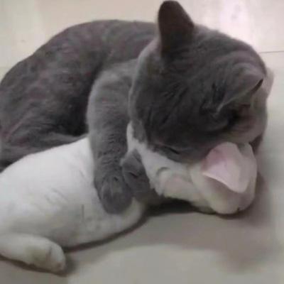 猫系列的情侣头像一左一右 2020年两个猫咪的情头超萌版 第9张