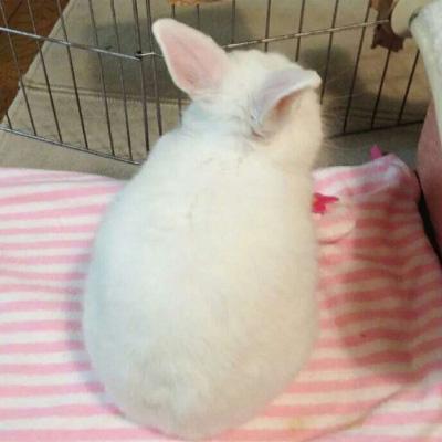 兔兔头像超可爱 萌萌哒好看的兔子头像图片 第7张