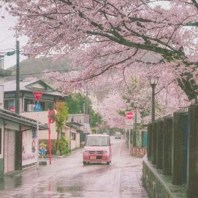樱花图片唯美高清系列 最美的樱花图片大全 第6张