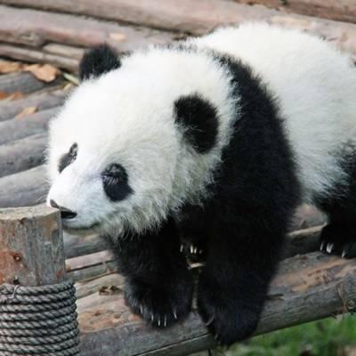熊猫头像高清图片 真实熊猫微信头像可爱清晰图片 第17张