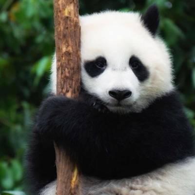 熊猫头像高清图片 真实熊猫微信头像可爱清晰图片 第16张