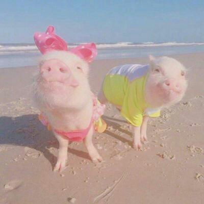 可爱猪头像萌萌哒 2020幸福猪猪头像可爱图片 第18张