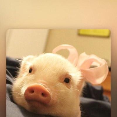 可爱真实小猪头像图片 第8张