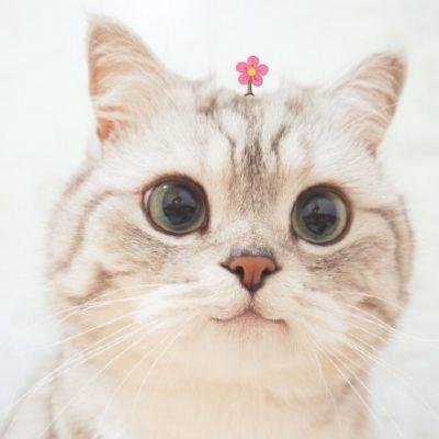猫咪可爱高清头像 2020最新最萌猫咪头像图片大全 第9张