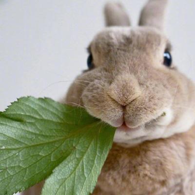 可爱兔子头像 真实呆萌萌萌兔子图片大全 第12张