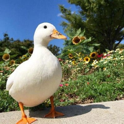 微信鸭子头像图片 最近流行很火的真实鸭子头像 第5张