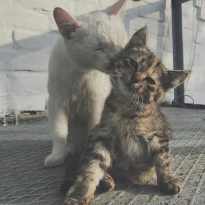 猫系列的情侣头像一左一右 2020年两个猫咪的情头超萌版 第12张