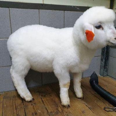 羊头像可爱图片 可爱的动物头像真羊 第2张