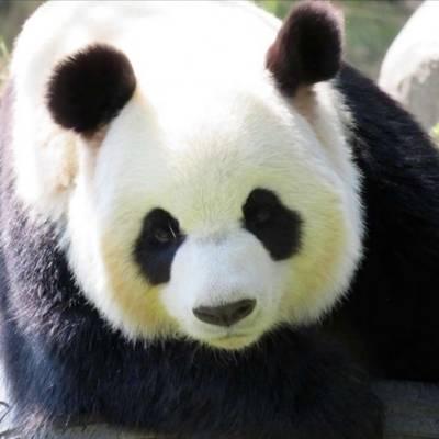 熊猫头像高清图片 真实熊猫微信头像可爱清晰图片 第20张