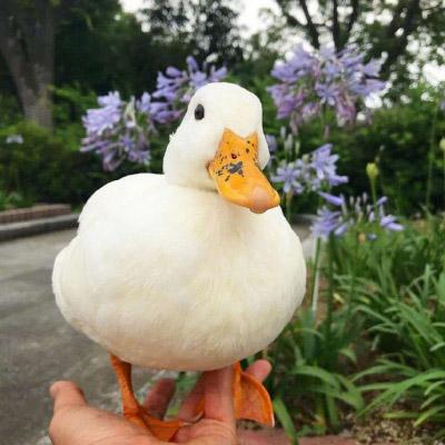 微信鸭子头像图片 最近流行很火的真实鸭子头像 第4张