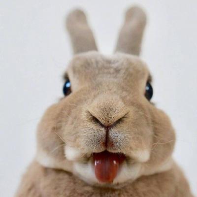 兔兔头像超可爱 萌萌哒好看的兔子头像图片 第8张