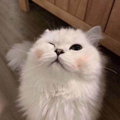 微信头像猫咪萌图片 2020最新可爱猫咪头像大全 第18张