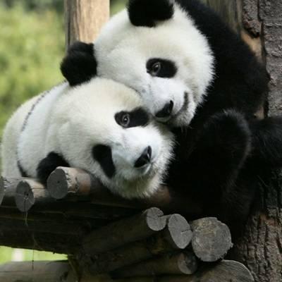 熊猫头像高清图片 真实熊猫微信头像可爱清晰图片 第12张