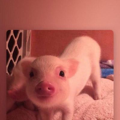 可爱真实小猪头像图片 第9张