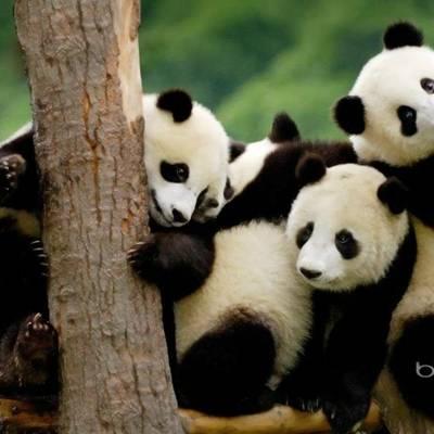 熊猫头像高清图片 真实熊猫微信头像可爱清晰图片 第6张