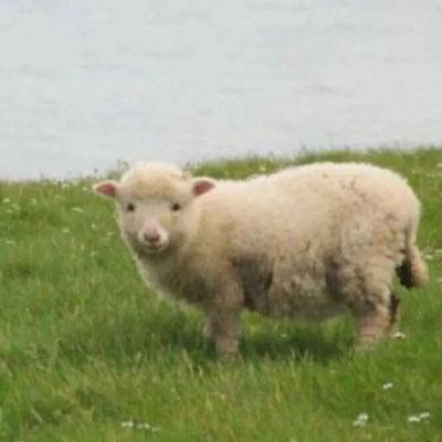 羊头像可爱图片 可爱的动物头像真羊 第7张