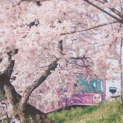 樱花图片唯美高清系列 最美的樱花图片大全 第8张
