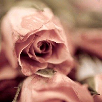 紫红玫瑰花头像 总有一些人一直爱着你 第9张
