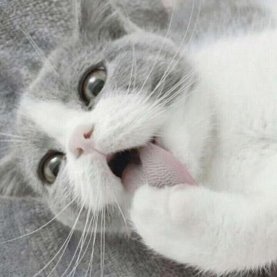 微信头像可爱猫 猫咪可爱高清头像图片 第3张