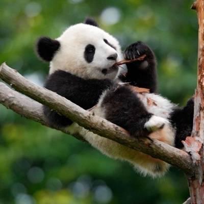 熊猫头像高清图片 真实熊猫微信头像可爱清晰图片 第13张