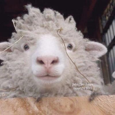 真羊的头像图片 第9张
